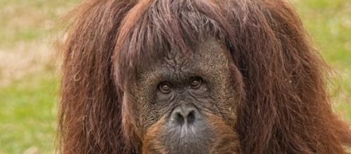Primate in Argentinian zoo