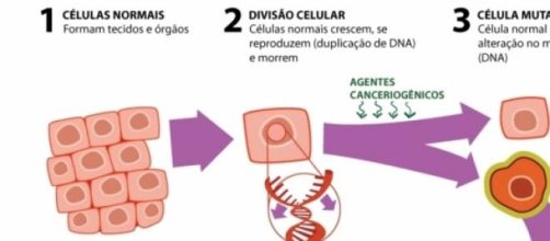 Como ocorre a divis&atilde;o celular e a neoplasia