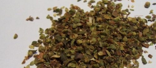 'Origanum vulgare', nombre cient&iacute;fico del or&eacute;gano