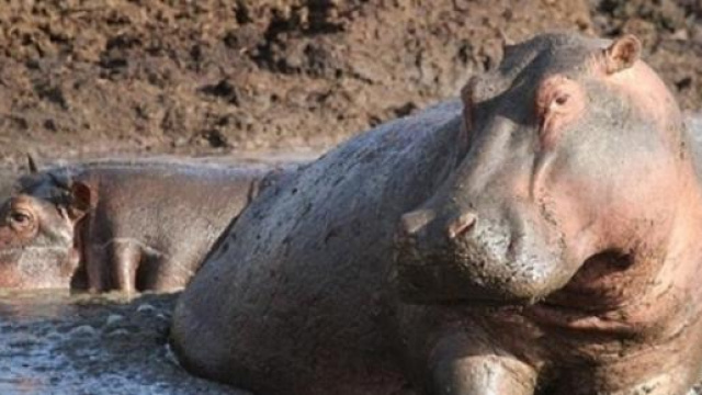 Ippopotamo muore durante fuga da circo