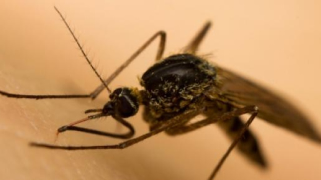 La malaria si trasmette per la zanzara anofele