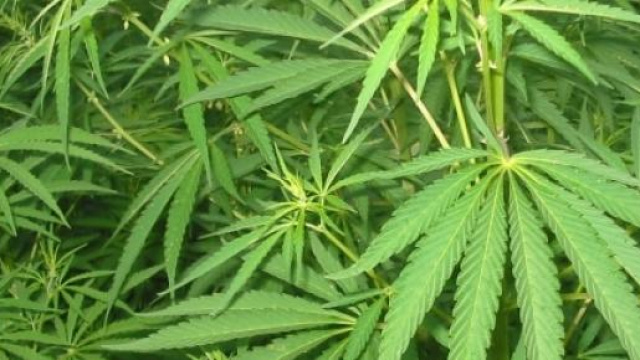 Bimba mangia torta alla marijuana e sta male