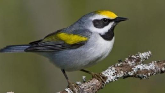 L'usignolo, capace di sentire gli ultrasuoni