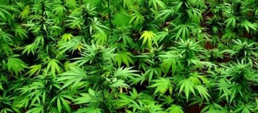 Aspecto de la planta de la marihuana