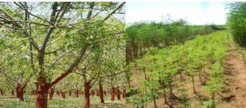 Plantaciones del arbol de la Moringa
