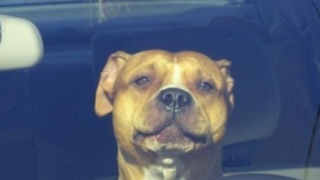 Natale: come un diamante, un cucciolo