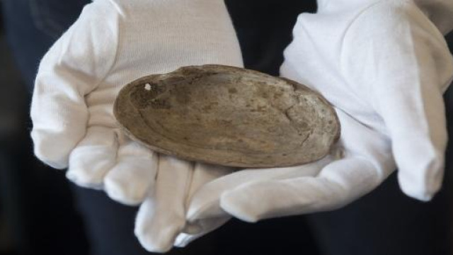 Homo Erectus e incisioni artistiche 