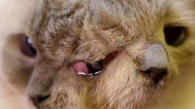 Il muso di Frank and Louie 