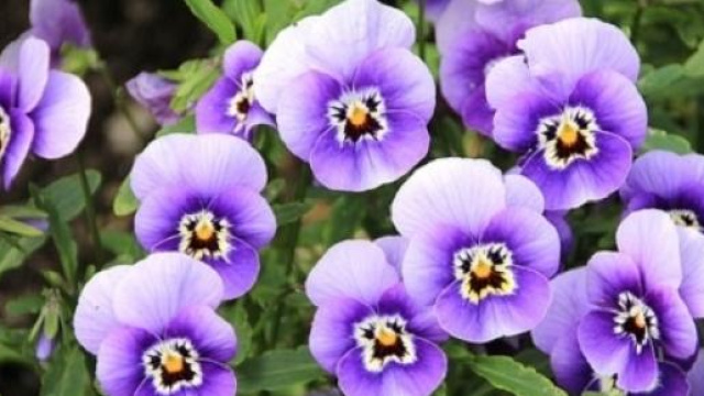 Violetta africana con fiori viola