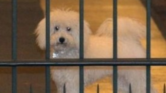 Il cane Dud&ugrave;, Berlusconi e la caduta 