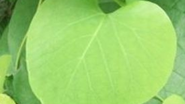 San Valentino, frasi d'amore e regali.