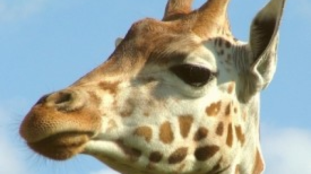 Ucciso cucciolo di giraffa nello zoo di Copenaghen