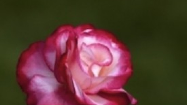 Il ragazzo dai pantaloni rosa, indagati al Liceo