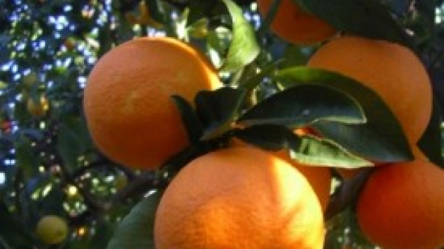 La vitamina C contro il cancro