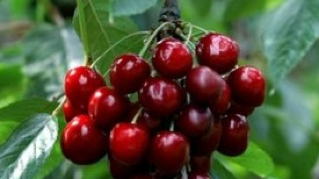 Cibi tossici e letali per il corpo