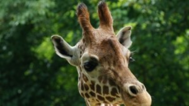 Un altro zoo danese finisce nella bufera