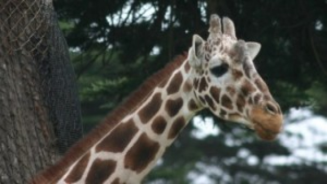 giraffa Marius uccisa nello zoo di Copenhagen