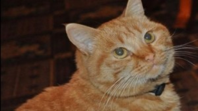 Come affrontare perdita di un animale domestico.