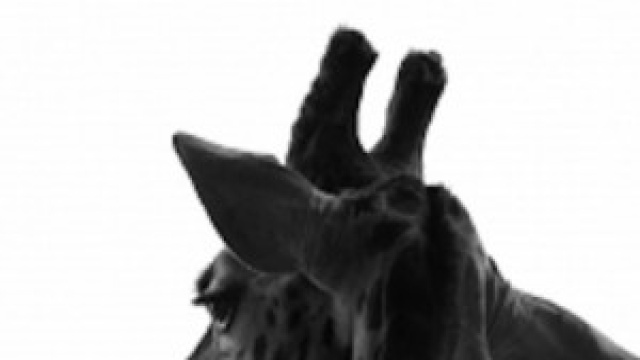 La mail per salvare la giraffa Marius 2
