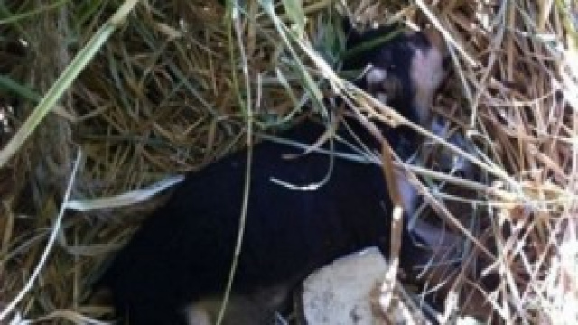 Ennesima strage di cani randagi a Catanzaro