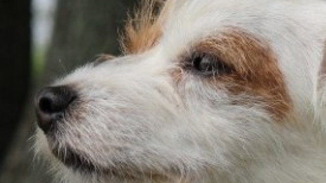 Cani gettati sotto le macchine, una bufala?