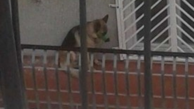 Foto di cane imbavagliato su facebook
