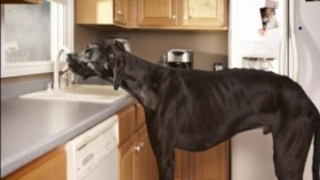 Il cane pi&ugrave; alto del mondo mentre beve acqua