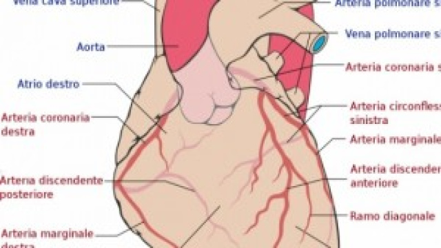 Le cellule staminali per i problemi post-infarto.