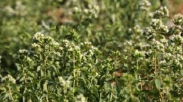 Le propriet&agrave; dell'origano