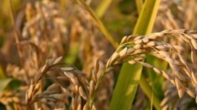 Nuova diagnosi per scoprire la celiachia
