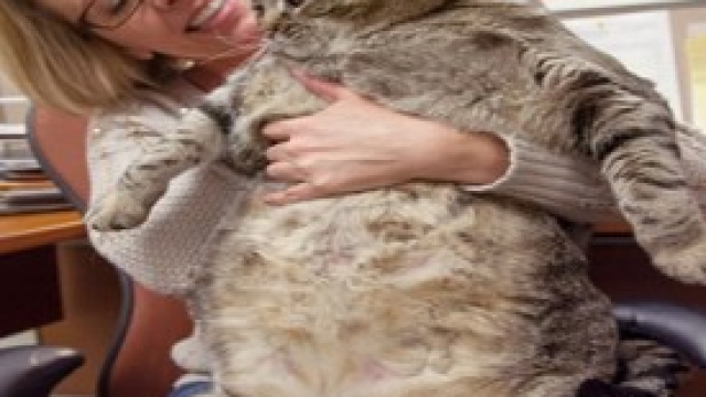Polpetta, il gatto pi&ugrave; grasso del mondo 