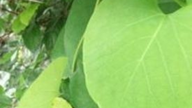 Ortogiardino, tutte le info utili.