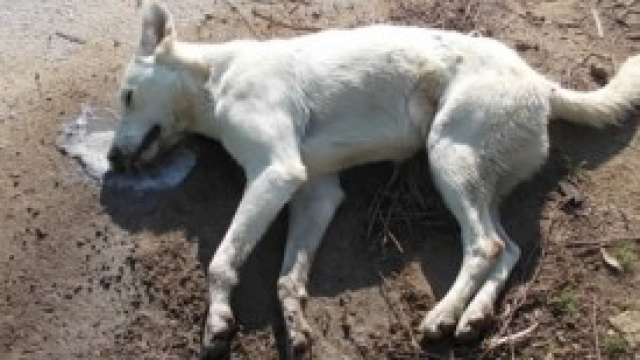 Sterminati tutti i cani randagi di Sochi