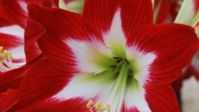 Fiori dalla A alla L: l'amarillide