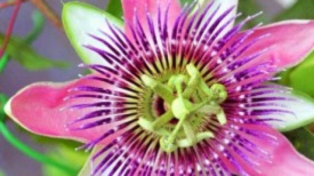 Fiori dalla M alla Z: passiflora