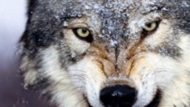 Un lupo con le proverbiali zanne