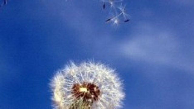 Allergie primaverili: sintomi e rimedi