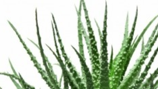 Le piante officinali e le loro propriet&agrave; 