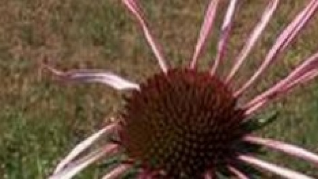 Allergia ai pollini 2014 