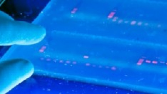 Dna: la nuova impronta digitale