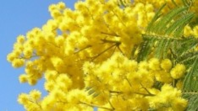 Festa Della Donna, 8 marzo idee regalo