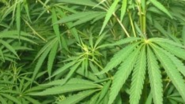 produzione cannabis per scopi terapeutici