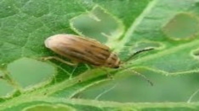 L'Ophraella Communa contro le allergie ai pollini