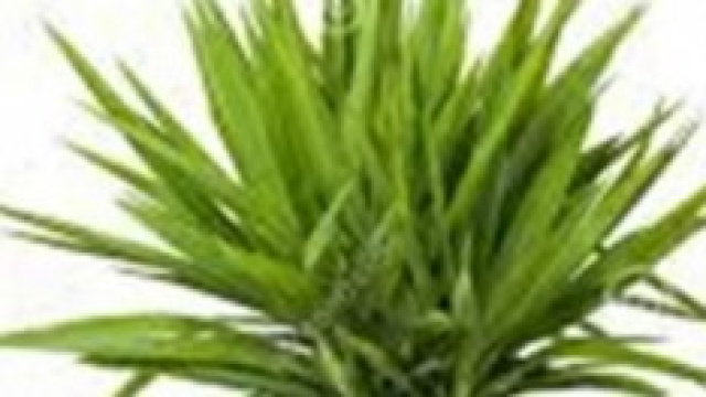 yucca o tronchetto della felicit&agrave;