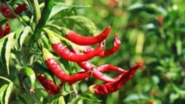 Come dimagrire con gli alimenti brucia grassi