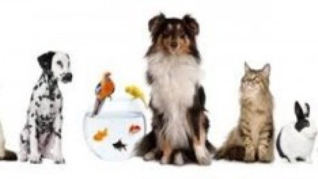 Guadagnare lavorando con gli animali