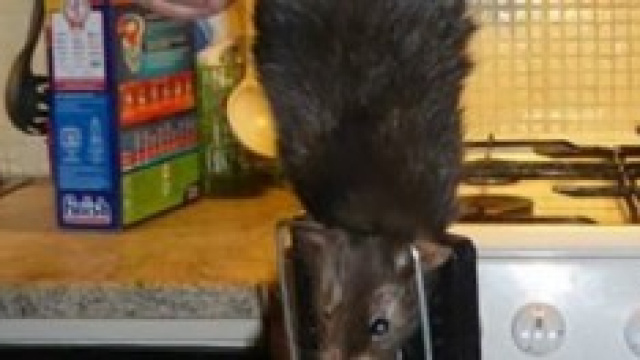 Ecco lo spaventoso "Ratzilla"