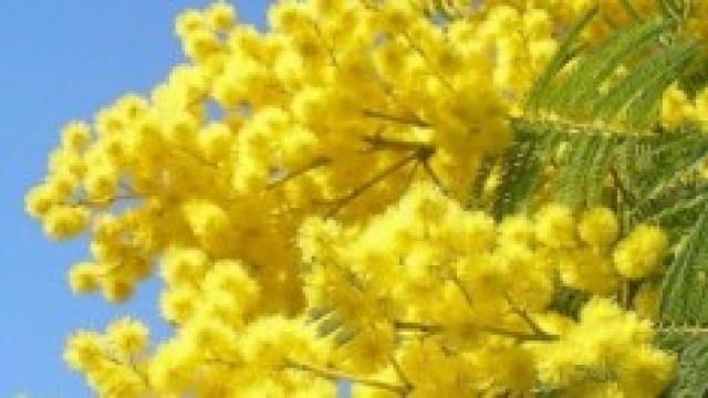 Festa della donna: eventi a Milano, Roma e Torino
