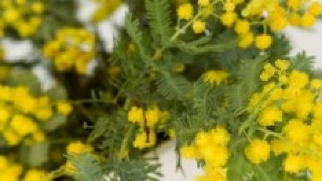 frasi romantiche festa della donna