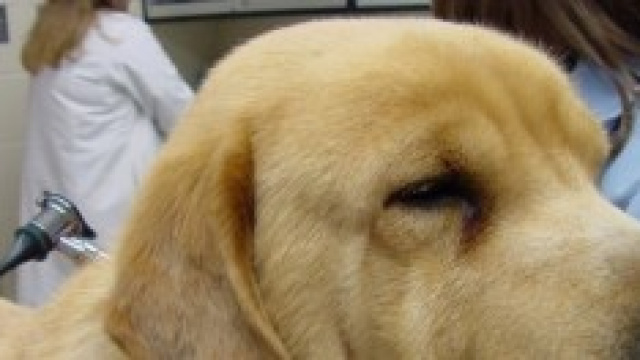 Clinica veterinaria pubblica a Milano